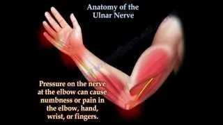 Anatomy Of The Ulnar Nerve - Everything You Need To Know - Dr. Nabil Ebraheim