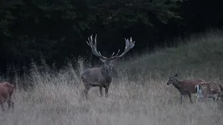 Jaegersborgs Dyrehave Del 1