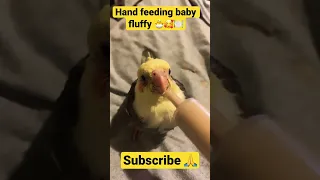 Hand feeding baby cockatiel #trending #cockatiel #animalslover #birdlife #parakeets #shortsvideos
