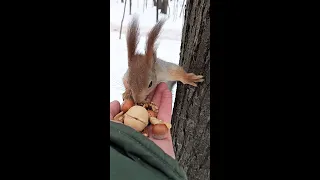 Белка которая не любит конкурентов / A squirrel that doesn't like competitors