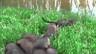 CUTE Baby Muskrats (crying for their mom)!