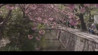 KYOTO 2018 - PHILOSOPHER'S PATH - VERY SHORT CINEMATIC CLIP - GH5