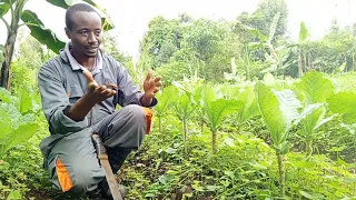 Battling Weeds After Heavy Rains