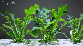 Growing Arugula from Seed 🌱 Time Lapse - 20 Days in 1 minute