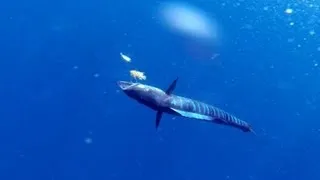 Underwater wahoo in slow-mo, GoPro hero 3 black