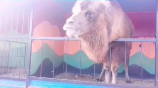 VLOG | Театр, зоопарк, плюнула лама | Ms Lola