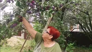 Влог:Купили Дом на Юге /Таким вы его ещё не видели/Собираем сливу/ Привет из прошлого...