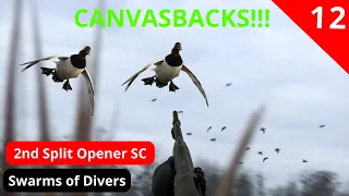 Canvasback and Giant Swarms of Divers