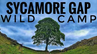 Hadrian's Wall wildcamp. Sycamore gap aka the Robin Hood Tree.