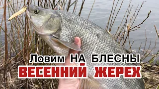 НА ЧТО КЛЮЕТ ЖЕРЕХ ВЕСНОЙ?