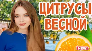 ГЛОТОК СВЕЖЕГО ВОЗДУХА | ЗВОНКИЕ И СЛАДКИЕ ЦИТРУСОВЫЕ АРОМАТЫ НА ВЕСНУ