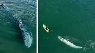 Gray whales surprise kayaker & some tips to see them from shore