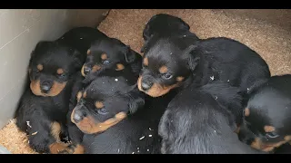 Baby Rottweilers with Mother