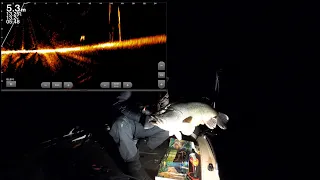 First meter Murray Cod Caught on my  Garmin Livescope, featuring new DRF live sonar pole.