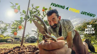 THE ART OF CITRUS TREE PRUNING - Tips for a bountiful harvest