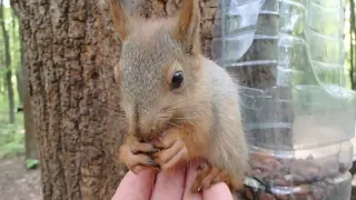 Знакомая белка и бельчата Ушастика / Familiar Squirrel and baby Ushastik