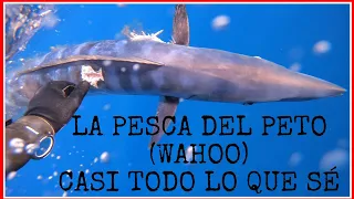 Pesca del peto🔱🔱 (wahoo)🔱🔱PESCA SUBMARINA SPEARFISHING GRUPER1007🐟