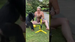 BABY CHIMP LOVES HIS NEW TOY!