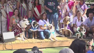 El Rey Fido crowned at Fiesta's most adorable event