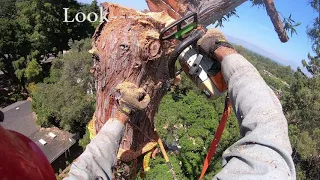 HUGE Redwood REMOVAL