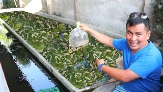 HOW TO PRODUCE 1000 BABY GUPPIES every week