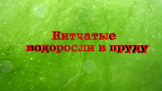 Нитчатые водоросли в пруду - как бороться?