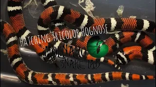 Hatching Tricolor Hognose