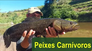 Pescaria incrível !!! Só Peixes Carnívoros!!!