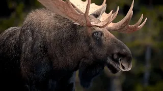 Moose - The Largest Deer In The World / Documentary