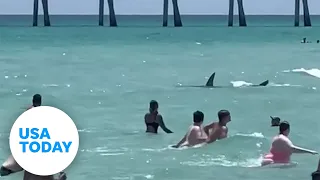 Shark swims close to a busy beach causing panic | USA TODAY