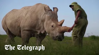 World's first successful embryo transfer could save northern white rhino from extinction