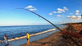 Catching HUGE MULLOWAY Off The Beach