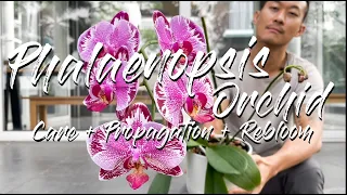 Phalaenopsis Orchid care, propagation, and rebloom