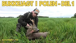 BUKKEJAGT I POLEN - DEL 1 - SIKKE EN START!! // NATURNØRD 598