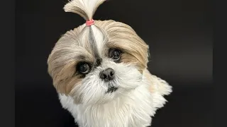 Murphy papa ka chamcha hai sirf @murphytheshihtzu803