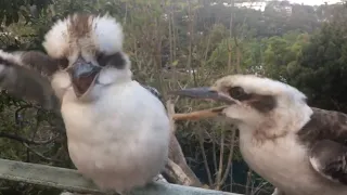 Kookaburras- adults disciplining the noisy young. Young supporting each other. Куккабура-воспитание