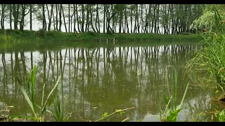 Лягушки собрались у пруда и начали петь свои вечерние песни...