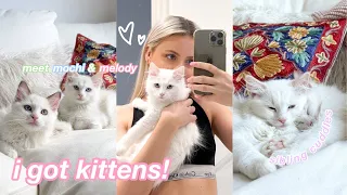 bringing home two ragdoll kittens 🤍 12 weeks old, vlog 🎀