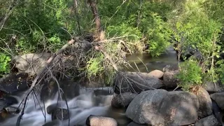 Notes from the Field Episode #1: Spring in the San Diego River Headwaters