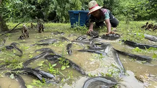 amazing fishing! a fisherman skill catch fish a lot by best hand today @fan fishing tube