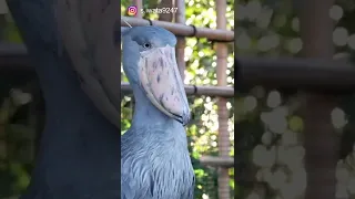 The Initial Introduction of Shoebill Stork - Interesting Birds