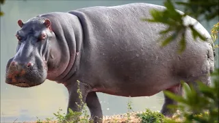 Sound hippo