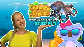 Octopus Facts