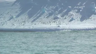 Massive iceberg covered with penguins