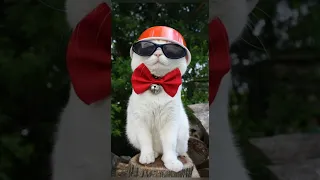 Funny animals 2023😆 - Funniest Cats and Dogs Video🐕🐈292 #shorts