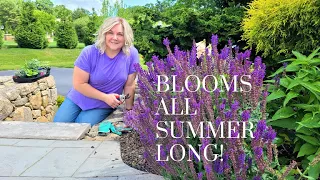 How to Prune Salvia to Get Continous Blooms!! Learned this by Accident! My Selective Pruning Method.