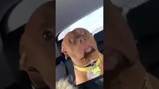Dog realizes he’s at the vet and not the park.