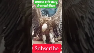 Ramayan wale Jatayu Mile | Comment me batna agar ish pakshi ka asli nam pata ho toh #shorts #viral