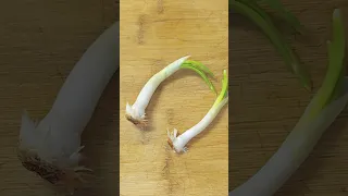 How to grow Sprouted Onion in water | Green Onions | Spring Onions
