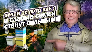 Слабые семьи весной.  Как исправить.  Ревизия.